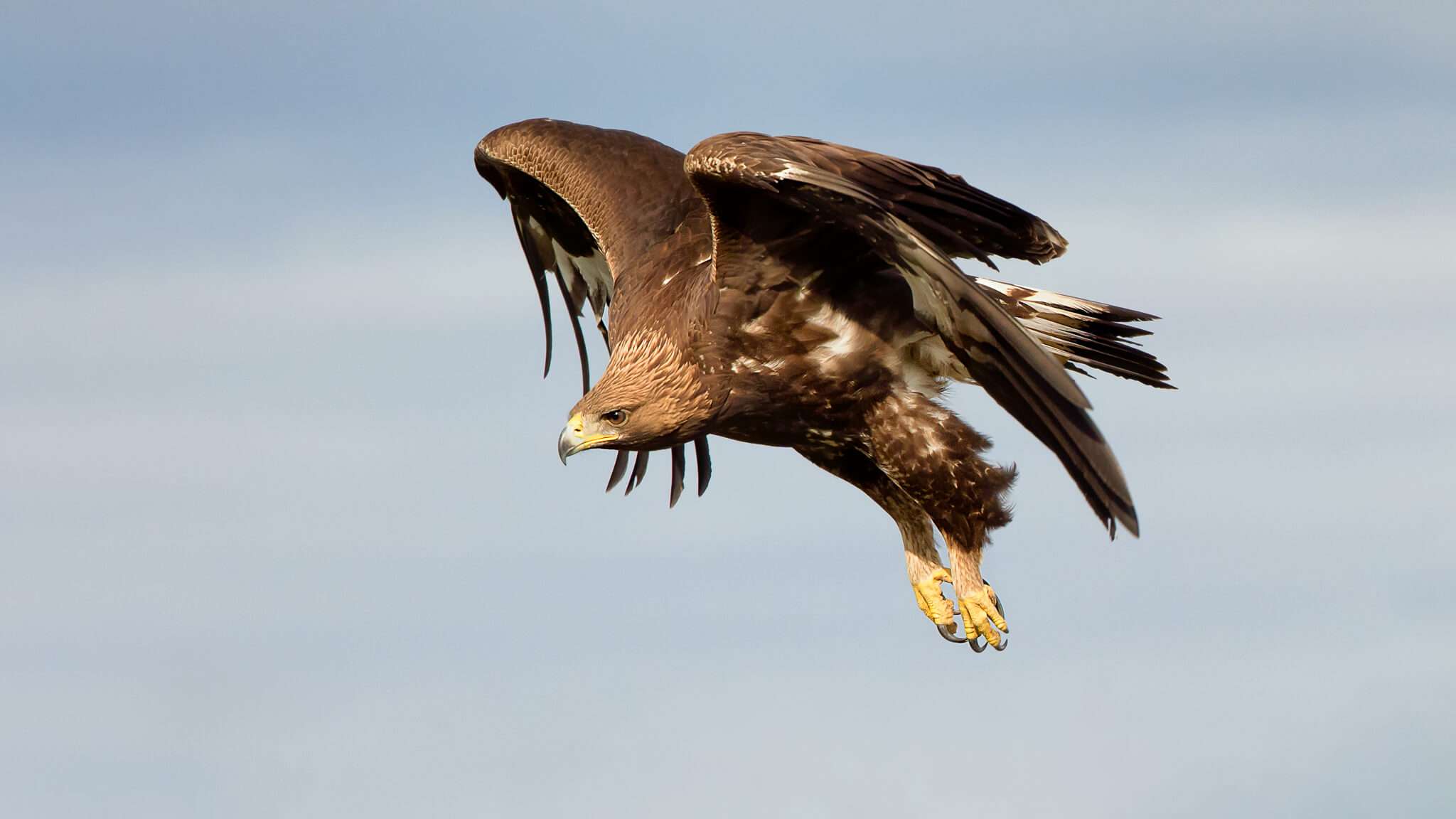 Súmate a la conservación de la biodiversidad