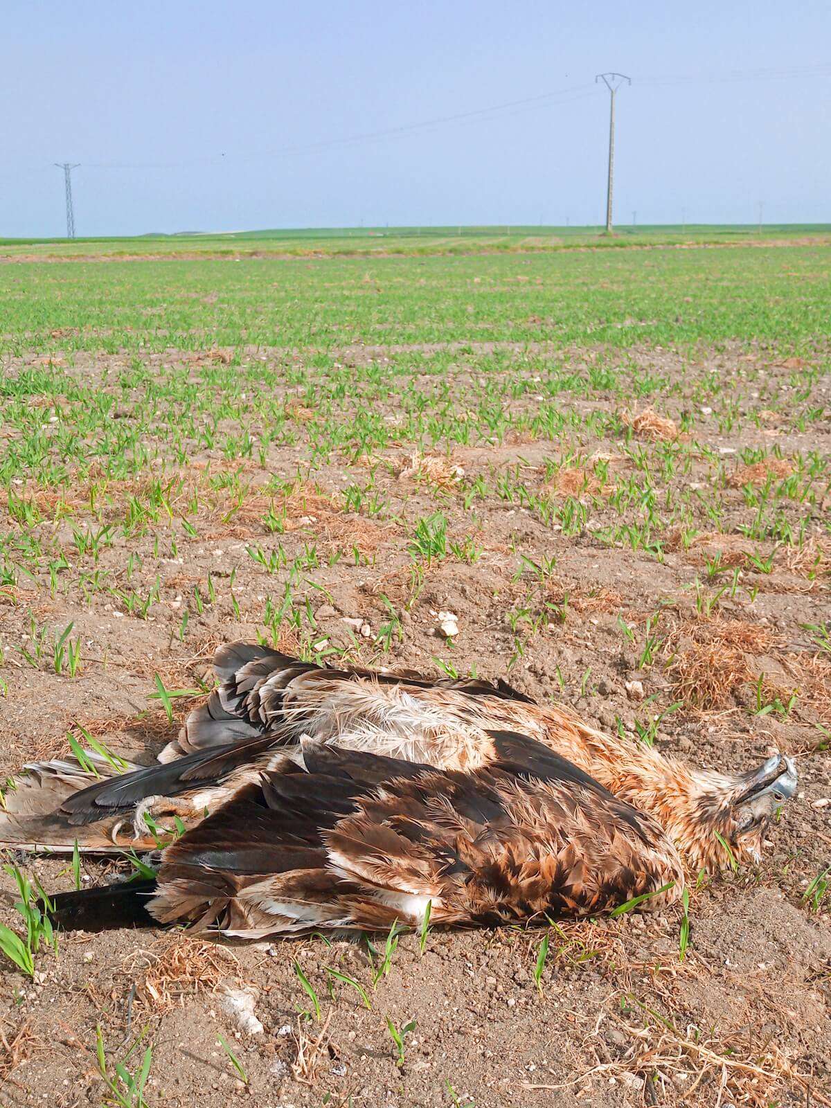 Mortalidad Águila Imperial